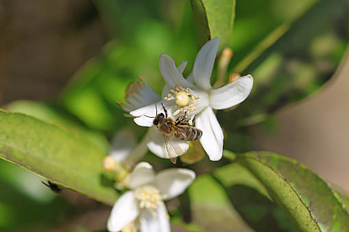 A honey bee collecting pollen on a flowering orange tree