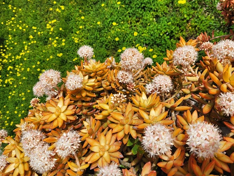 Succulent plant in full spring bloom, Giardini Naxos, Sicily, Italy