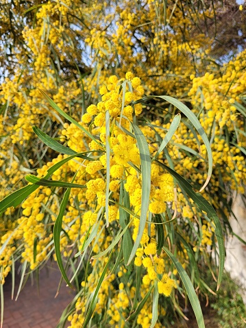 Acacia tree flowers, Giardini Naxos, Sicily, Italy
