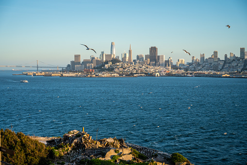 Downtown San Francisco seen from Alcatraz Island with seagulls flying during day of springtime
