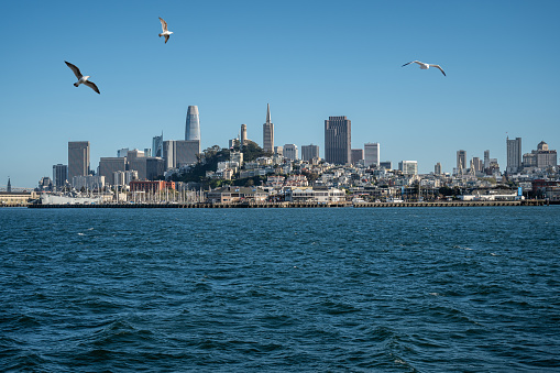 Downtown San Francisco seen from Alcatraz Island with seagulls flying during day of springtime