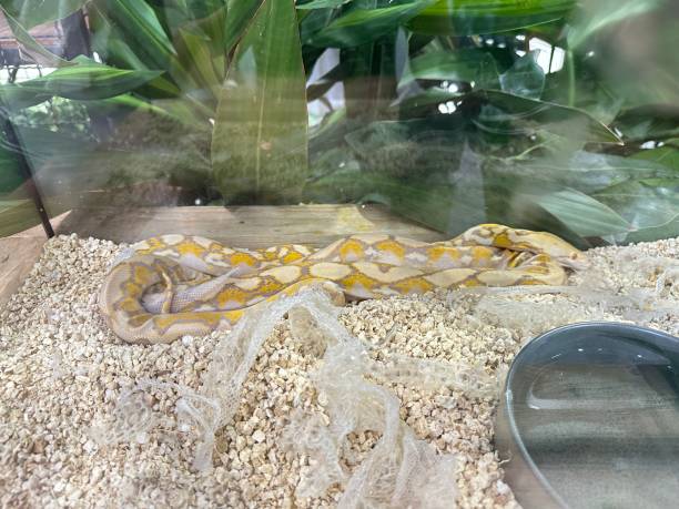 istock Pythons are found in every region in Thailand. 2149406605