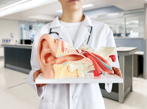 Doctor holding and showing  human Inner ear  model of auditory system in hospital room