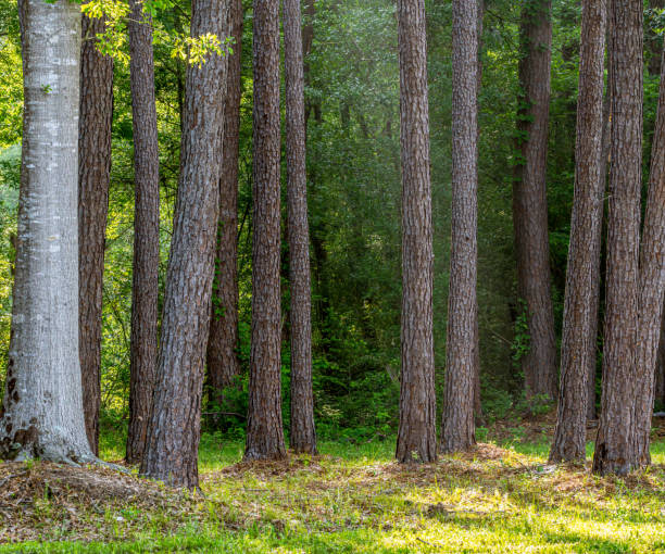 istock Pine and Oak trees close together in a forest 2149408047