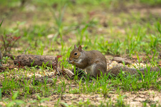 istock Eastern Gray Squirrel eating in a meadow 2149408050