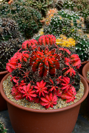 Red Gymnocalycium hybrid variegated in outdoor cactus farm.