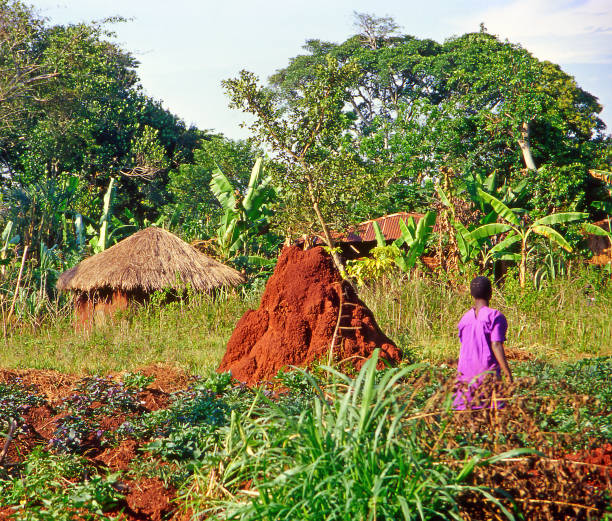 Southern Nations Region, Ethiopia - May 10, 2019: Unknown poor Ethiopian farmer cultivates a field with a traditional primitive wooden plow pulled by cows and oxen to cultivate a field.