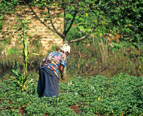 An unidentified farmer working on their fields on July 26, 2004 in Buikwe region, Uganda. People in rural areas of Uganda depend on farming, Africa