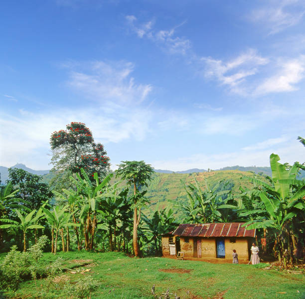 Mount Elgon National Park, Uganda, East Africa - tropical plants in the landscape of the national park