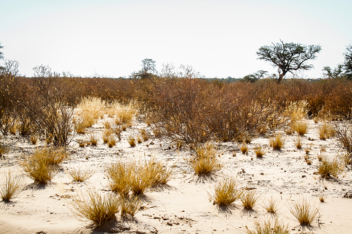 Scrubland scenery in Kgalagadi transfrontier park, South Africa