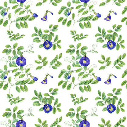 Blue flowers and green leaves. Climbing clitoria ternatea in full bloom. Seamless pattern of ending branches of Asian plant. Butterfly pea flower. Watercolor illustration.
