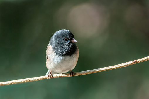 The Dark-Eyed Junco (Junco hyemalis) is the best-known of the juncos, a variety of small grayish sparrow with a dark shoulder and head.  This bird is common across much of temperate North America and in summer ranges far into the Arctic.  This Dark-Eyed Junco was photographed near Walnut Canyon Lakes in Flagstaff, Arizona, USA.