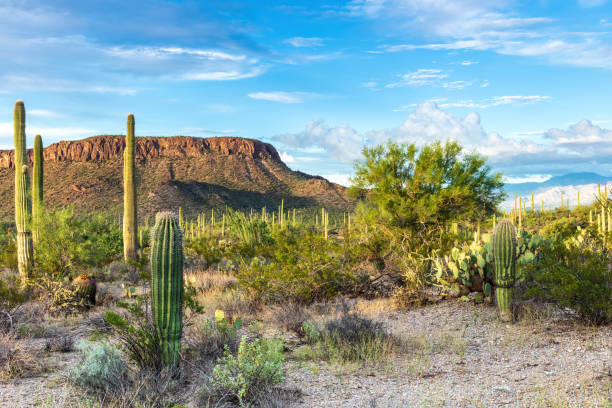 istock Desert landscape, Sonoran desert. Cactus, hills, cloudy blue sky. 2149409777