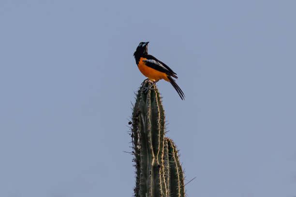 istock Venezuelan Troupial perched on cactus. Blue sky in background. 2149409965