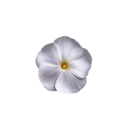 The image shows a pristine white flower with a yellow center, isolated against a white background.