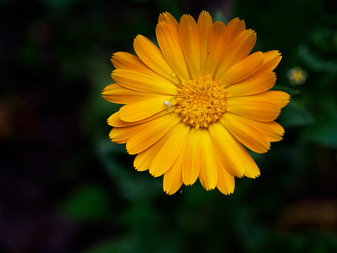 A close-up of a blooming yellow flower showcasing its intricate petal structure and central disc florets; the dark backdrop enhances its visual appeal.