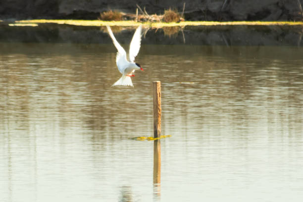 istock Bird ready to stand up on a wooden stake. 2149410806