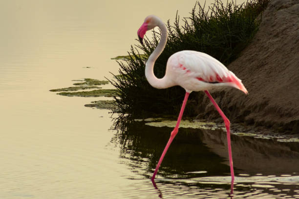 istock Isolated pink flamingo at sunrise. 2149410811