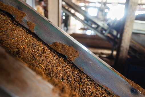 Tea on conveyor belt during producing process in tea factory in Sri Lanka.