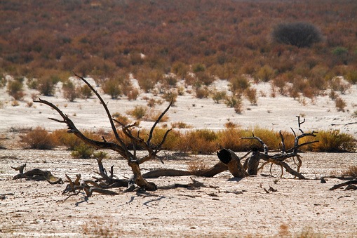 Scenery with dead tree in Kgalagadi transfrontier park, South Africa