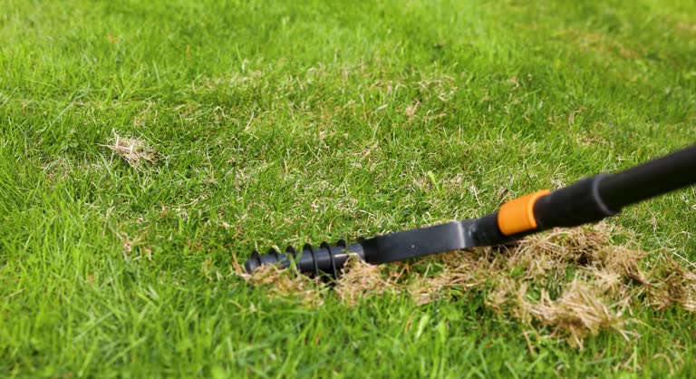 scarifying lawn with scarifier rake. dead grass removal