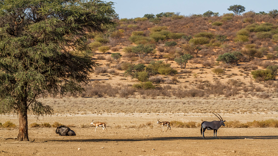 Blue wildebeest, springbok and oryx in Kgalagadi transfrontier park scenery, South Africa