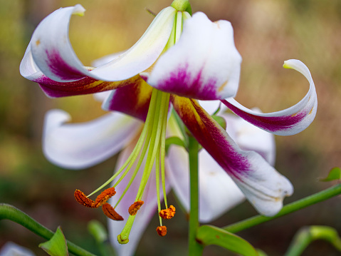 A vibrant, close-up shot of a lily flower in full bloom, showcasing its white petals tinged with deep purple and long, protruding stamens. Ideal for botanical illustrations and nature themes.