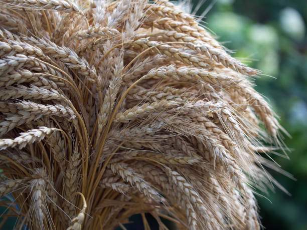 istock A sheaf of ripe wheat ears. Spikelets close-up. 2149411083
