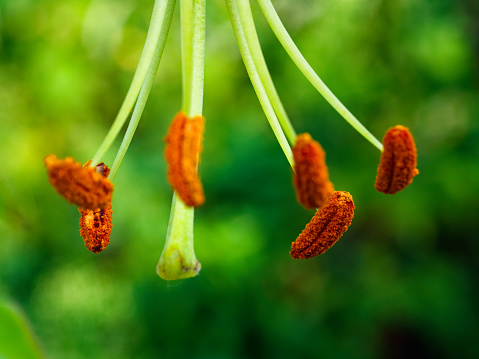 Macro shot of pollen grains on slender stems against a lush backdrop. Perfect for wall art or biology textbooks.