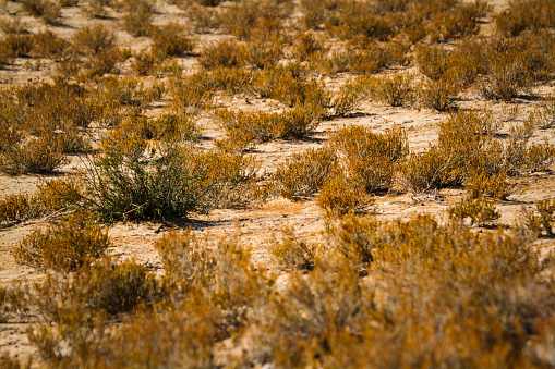 Scrubland scenery in Kgalagadi transfrontier park, South Africa