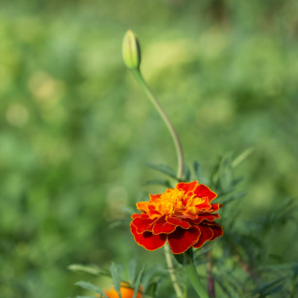 istock Marigold flower close-up on a blurry background. Copyspace. 2149411127