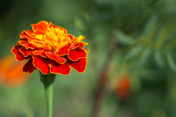 istock Marigold flower on a blurry background, macro photo. 2149411131