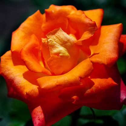 A vibrant orange rose in full bloom, petals open wide showcasing its natural beauty against a dark green backdrop. Ideal for themes of nature, love, and celebration.