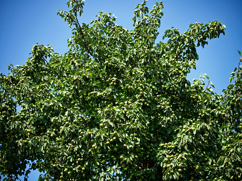A lush green tree with unripe fruits under a clear blue sky, symbolizing growth and potential. Suitable for environmental or agricultural themes.