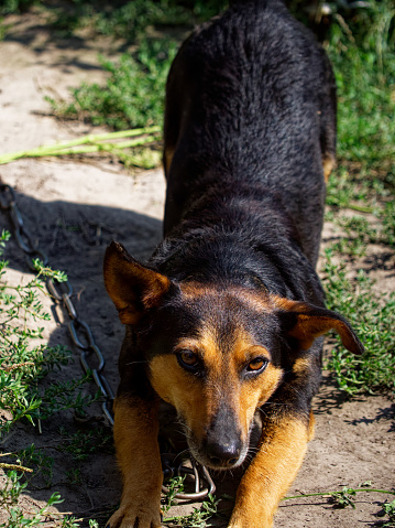 A black and tan dog tethered by a chain, eyes alert, in a grassy outdoor setting. The image evokes a sense of restriction yet attentiveness. Suitable for pet care or animal rights content.