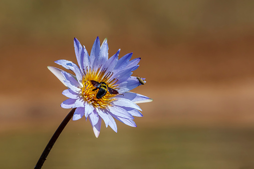 Water lily flower with flying bug in Kruger National park, South Africa