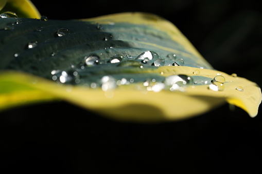 Raindrops on spring hosta leaves.
