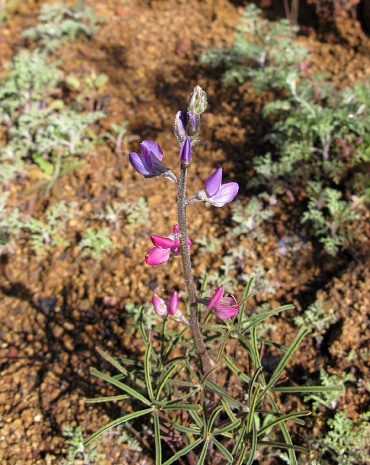 Lupine with sparse flowers in purple and pink. The pink ones have been pollinated. This was a year and a half after the Woolsey Fire.