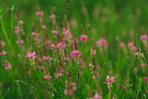 Beautiful Meadow with wild pink flowers alfalfa on the roadside in cloudy summer day. Field background. Selective focus.