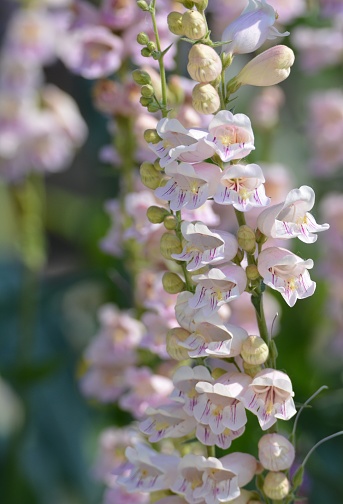 Pale Pink Isolated Palmer's penstemon Flowers