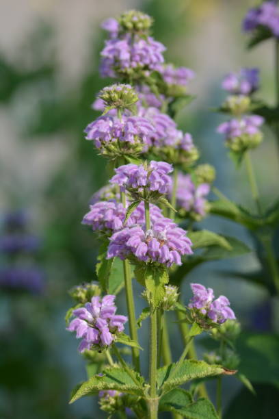 istock Phlomis cashmeriana Kashmir Sage 2149415924