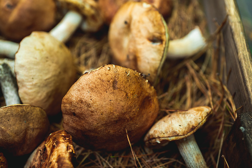 Wild edible mushrooms on the faded coniferous needles. Background and texture. Shallow depth of field.
