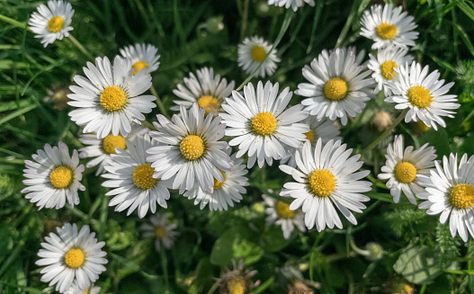 Beautiful white daisy flowers blooming in the field.