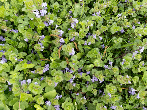 Blooming Glechoma hederacea, also known as ground-ivy or cats foot.