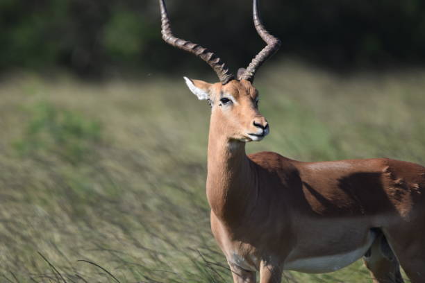 istock Male impala (rooibok), South Africa. 2149416105