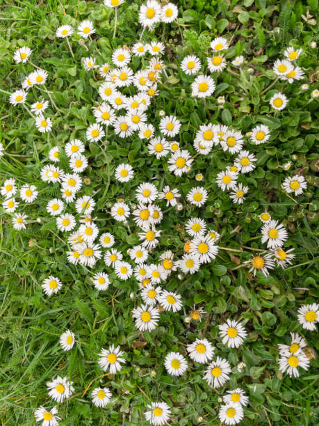 istock Beautiful daisies in the grass. 2149416128