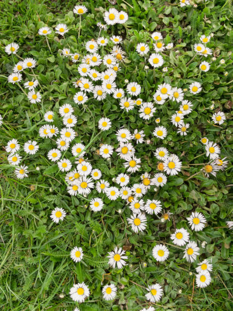 Beautiful white daisy flowers blooming in the field.