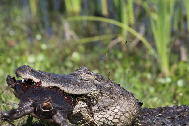 istock April 20, 2024 Viera Wetlands Alligator eating softshell turtle 2149416190
