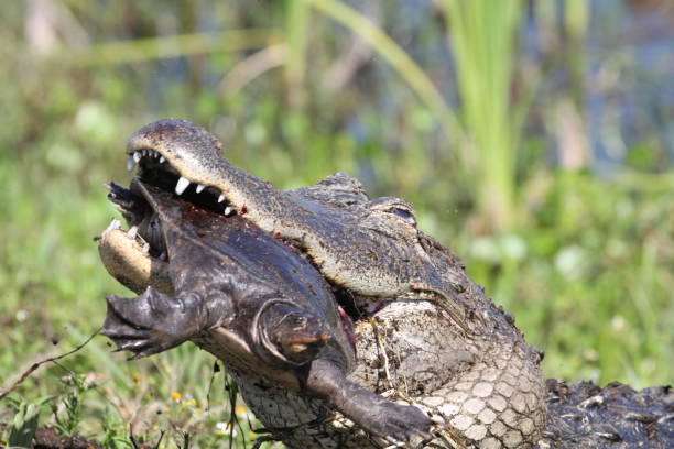 istock April 20, 2024 Viera Wetlands Alligator eating softshell turtle 2149416210