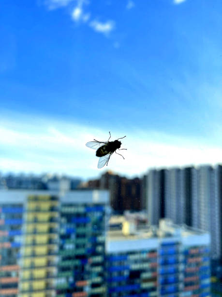 Housefly over transparent background closeup